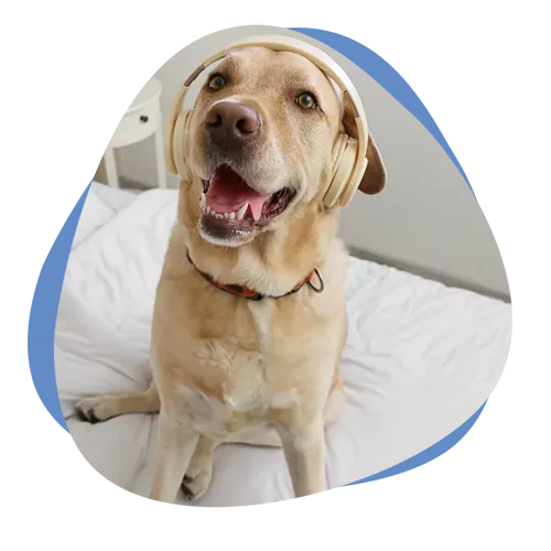 Ein Hund sitzt auf einem Bett und hat Kopfhörer auf