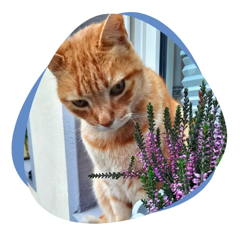 Rot weißer Kater schnuppert an Blume