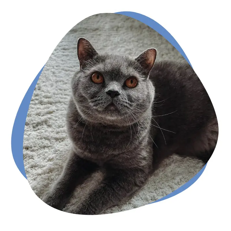 Blauer BKH Katze